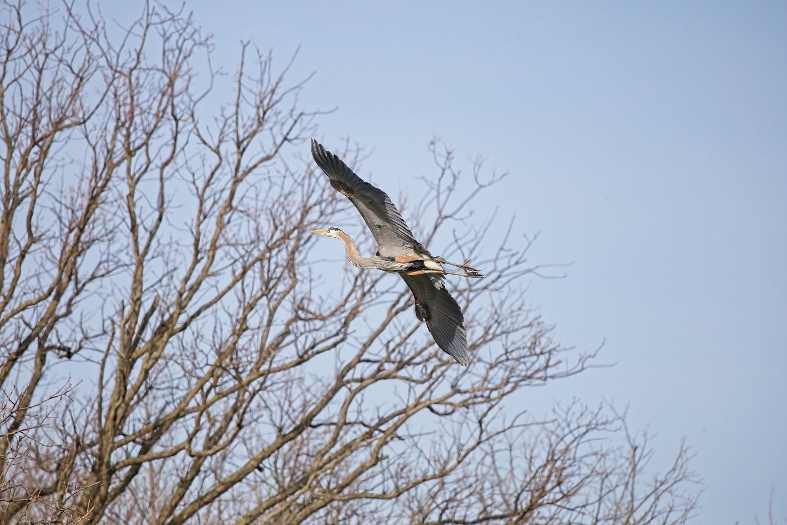A great blue heron in mid-flight with its wings fully spread, soaring against a clear blue sky. Bare, leafless tree branches frame the left side of the image, creating a natural contrast with the graceful bird in motion.